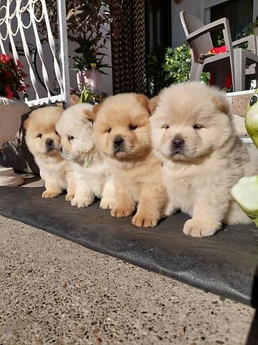 Chow chow Stenci Sampionskog Porekla izlozbenog potencijala
