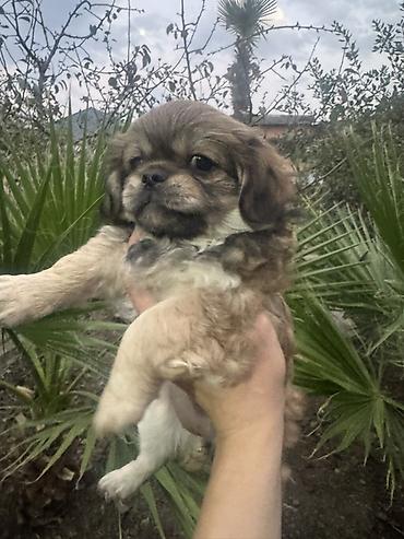 heyvan bazarı: Pekines, 2 ay — 4