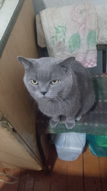 британская кошка рыжая: Кошка даром: Британская короткошёрстная, 5 лет, Мальчик, Приучена к лотку