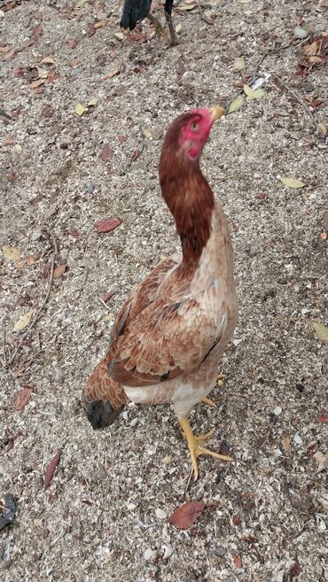 Toyuqlar: 7 aylıq fərədi — 12