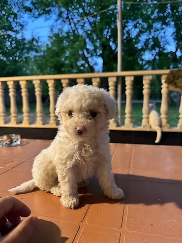 husky sekilleri: Pudel, 1 ay, Dişi, Peyvəndli, Ünvandan götürmə — 1