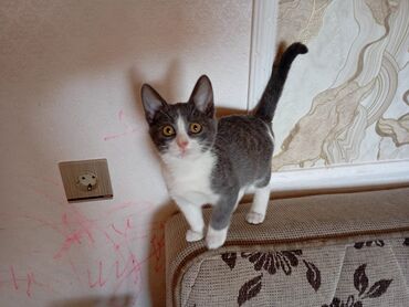 Pişiklər: Yaxşı əllərə — 1