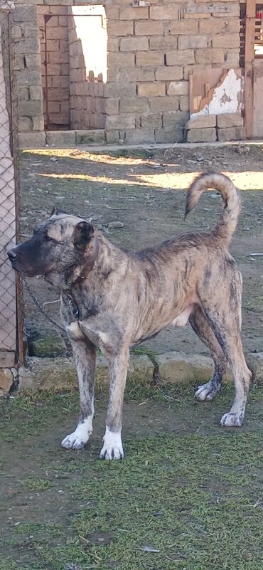 İtlər: Qurdbasar, 1 il, Erkek, Peyvəndli, Ödənişli çatdırılma — 7