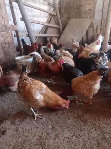 Toyuqlar: Toyuq, Damazlıq — 1