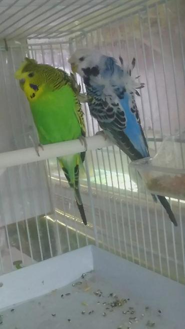 Tutuquşları: Yaponic cütü 70 azn — 14