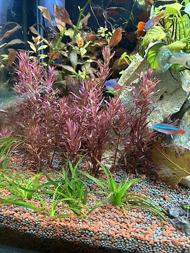 quppi baliqlari: Dördbucaq akvarium, Balıqlarla birlikdə, 120 l, Pulsuz çatdırılma — 9