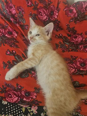 куплю кошка: 3 месяца, Мальчик, Рыжий, Метис — 4
