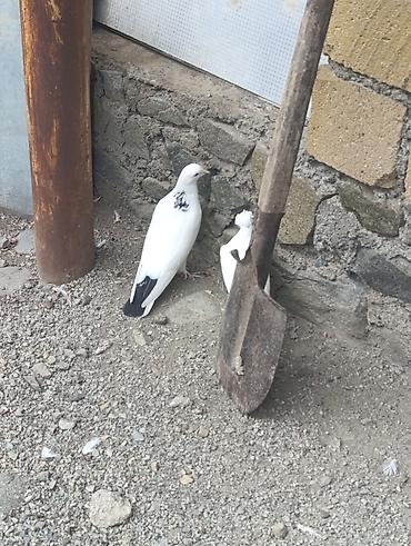 bildircin əti satisi: 10 adatdi Bakı qyşdarIdI.Şəmkirdə qalır — 3