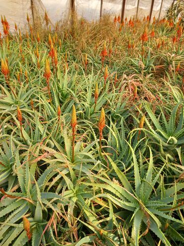 Çöl bitkiləri: Bu təsvirdəMüalicəvi aloe və Aloe vera bitkiləri təsvir edilmişdir -da lalafo.az — 5 Çöl bitkiləri: Bu təsvirdəMüalicəvi aloe və Aloe vera bitkiləri təsvir edilmişdir — 5