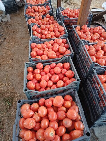 кызыл кыя диван: Помидоры Сливки, Оптом at lalafo.kg кызыл кыя диван: Помидоры Сливки, Оптом