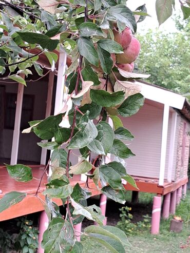 Bağ evlərinin satışı: Zerdab rayonu,Melikli kendinde kupcali,30sota yaxin heyeti olan ev -da lalafo.az — 6 Bağ evlərinin satışı: Zerdab rayonu,Melikli kendinde kupcali,30sota yaxin heyeti olan ev — 6