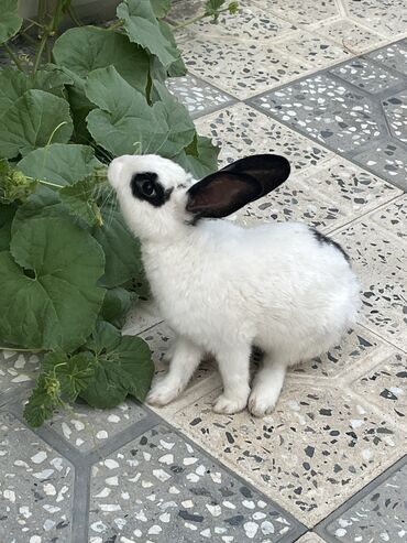 Digər heyvanlar: Doşan Təcili Satılır 20Azn 050-631-89-12 lalafo.az -da Digər heyvanlar: Doşan Təcili Satılır 20Azn 050-631-89-12