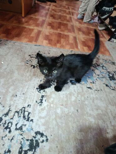 шотландская вислоухая кошка шиншилла: 2 месяца, Мальчик, Приучена к лотку
