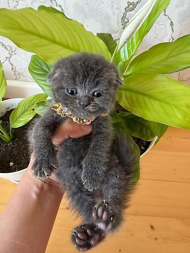 Pişiklər: Britan — 14