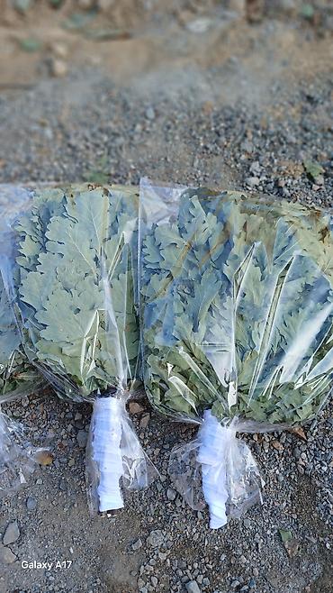 Шыпыргылар: Оптом 250 от 100 Розница 350 Доствка есть Веник дубовый для бани в — 3