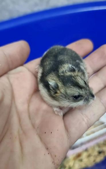 Cırtdan hamster (cüce hamster) - Növ: Cırtdan (Djungarian/Syrian lalafo.az -da Cırtdan hamster (cüce hamster) - Növ: Cırtdan (Djungarian/Syrian