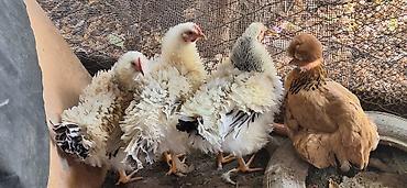 Куры, петухи: Продаю | Куры | Для разведения — 5