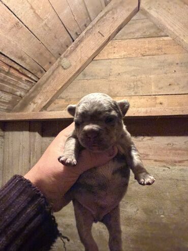 İtlər: Amerikan buldoqu, 1 ay, Peyvəndli, Ödənişli çatdırılma — 11