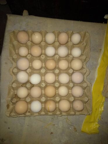 Toyuqlar: Toyuq, Australorp, Damazlıq, Ünvandan götürmə, Ödənişli çatdırılma, Rayonlara çatdırılma -da lalafo.az — 4 Toyuqlar: Toyuq, Australorp, Damazlıq, Ünvandan götürmə, Ödənişli çatdırılma, Rayonlara çatdırılma — 4