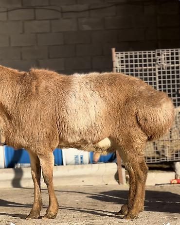 Баран, овца: Продаю | Баран (самец) | Арашан | Для разведения | Осеменитель — 2