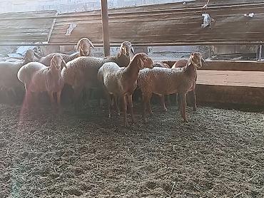 породистые кошки бишкек: Продаю | Баран (самец) — 3