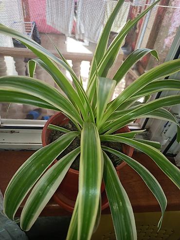 sakura agaci satisi: Xlorofitum (Spider Plant) – zolaqlı dekorativ otaq bitkisi tam — 3