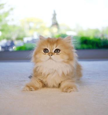 Pişiklər: Şinşilla — 4