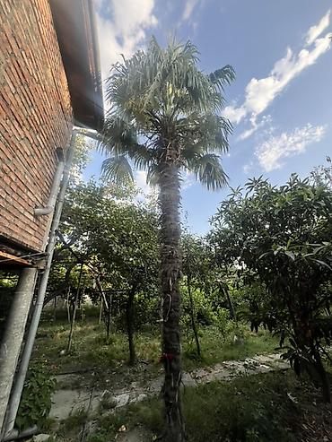 isiq generator satilir: Trachycarpus fortunei (Himalay fan xurması) – həyət, bağ və landşaft — 4