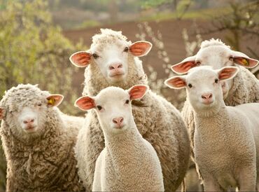 Бараны, овцы: Продаю | Овца (самка), Ягненок, Баран (самец) | На забой, Для разведения, Для шерсти