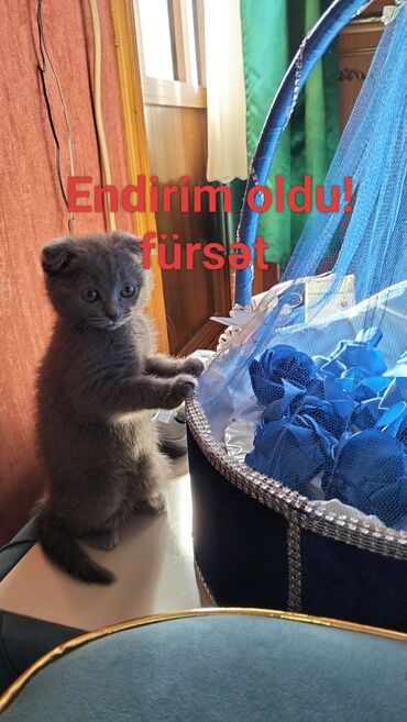 pişik cütleşdirmek: Şotland yastı qulaq, Dişi, Yaxşı əllərə