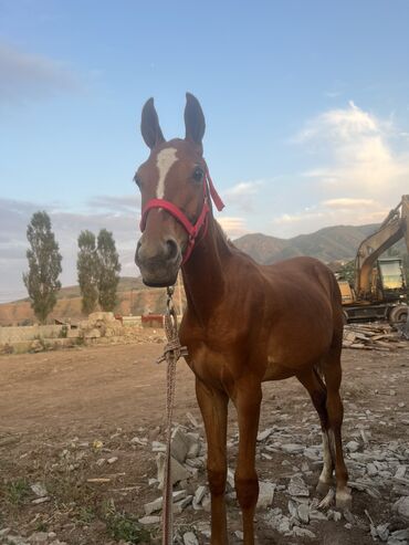 булдок ит: Продаю | Жеребенок | Дончак, Английская | Конный спорт