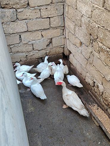 husky sekilleri: Ağ rəngli muskovi ördəklər (indoutka) – sürü halında. - Təmkinli və — 2
