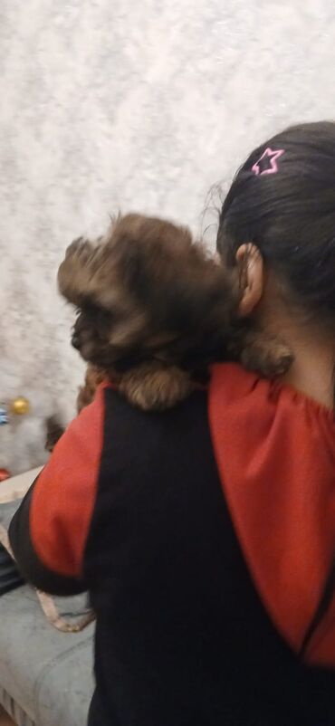 İtlər: Məhsul: Yavru itlər (iki bala) Təsvir: - Cins: Kiçik ölçülü, uzun — 6