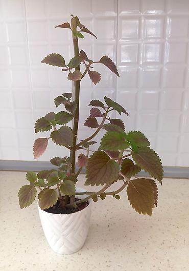 dekor guller: 🌿 Koleus (Coleus) - Azərbaycanda "Xalça gulu" də deyilir. Bitki — 3
