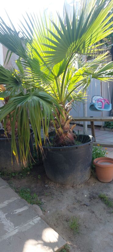 otaq studiya: Салам, пальма в 200 литровом горшке, цена 350 . в хорошем состоянии!
