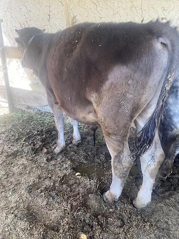 Коровы, быки: Продаю | Бык (самец) | Привязанные — 6