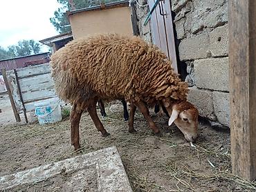 dişi quzu: Dişi, il: 8, 45 kq, Damazlıq, Ödənişli çatdırılma — 3