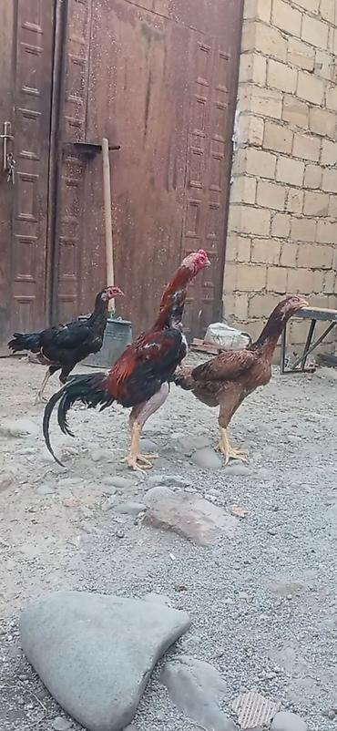 Toyuq, Damazlıq lalafo.az -da Toyuq, Damazlıq