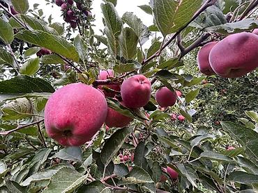 Яблоки: Яблоки Крипсон, Оптом — 8