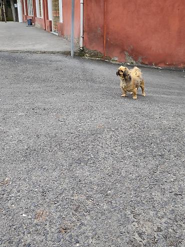 diri quzu qiymeti: Pekines, 1 il, Dişi, Peyvəndli, Ünvandan götürmə — 7