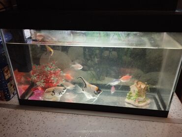 akvarium baliqi: Akvariumlar