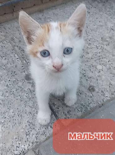 Pişiklər: Erkək, Yaxşı əllərə — 3