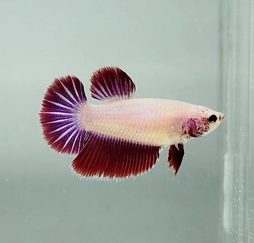 akvarium baligi: Betta (Petuşok balığı), Yırtıcı, Ödənişli çatdırılma, Rayonlara çatdırılma, Ünvandan götürmə — 3