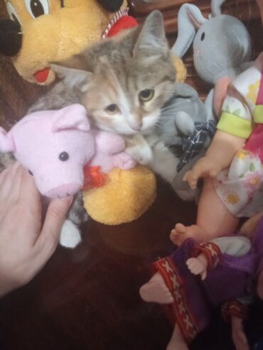 Pişiklər: Şotland toppuş az tüklü ba la şirindi tippusdu — 9