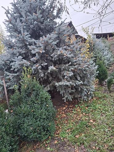 Декоративные деревья: Саженцы деревьев: Ели — 13