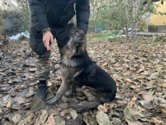 сколько стоит лабрадор ретривер: Отдам в добрые руки дружелюбного и умного пса, возраст - 1.5 порода -