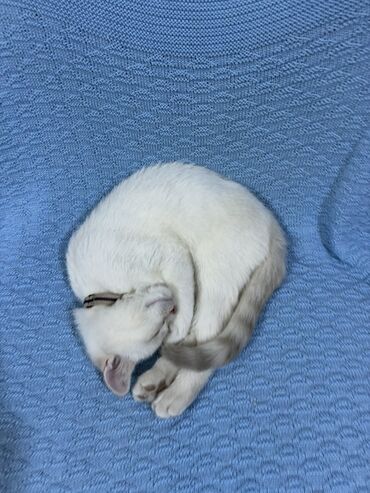 Pişiklər: Britan — 9