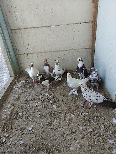 bulbul quşu satışı: Salam 8 ədəd tutulma, sağlam quşlardır. Hamısı 35 AZN Əbreş ərkey — 9