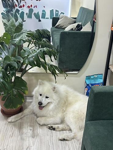 samoyed satılır: Samoyed, Erkək — 3
