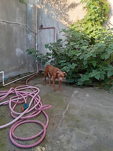 dana erkek: Pitbul, 4 ay, Dişi, Cütləşmə üçün, Ünvandan götürmə — 3